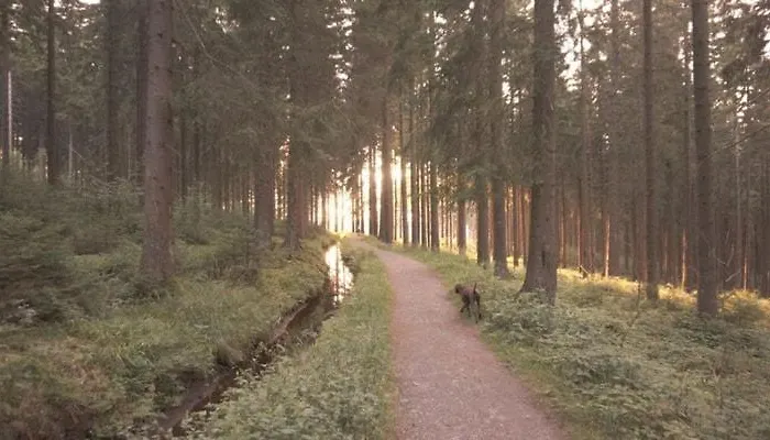 Herzhausen Im Harz - Dein Schwedenhaus Fuer 10 Personen Feriehus Altenau (Lower-Saxony)